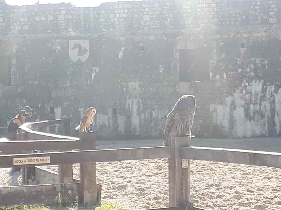 Spectacle d'aigles à Provins