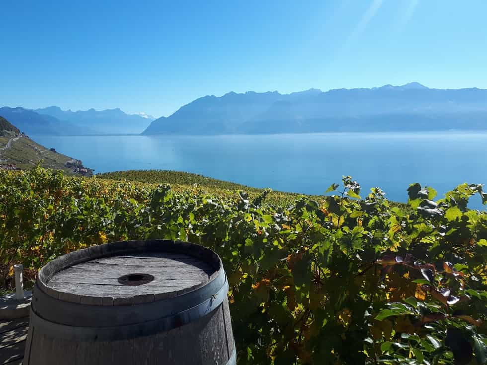 Vignoble en terrasses de Lavaux