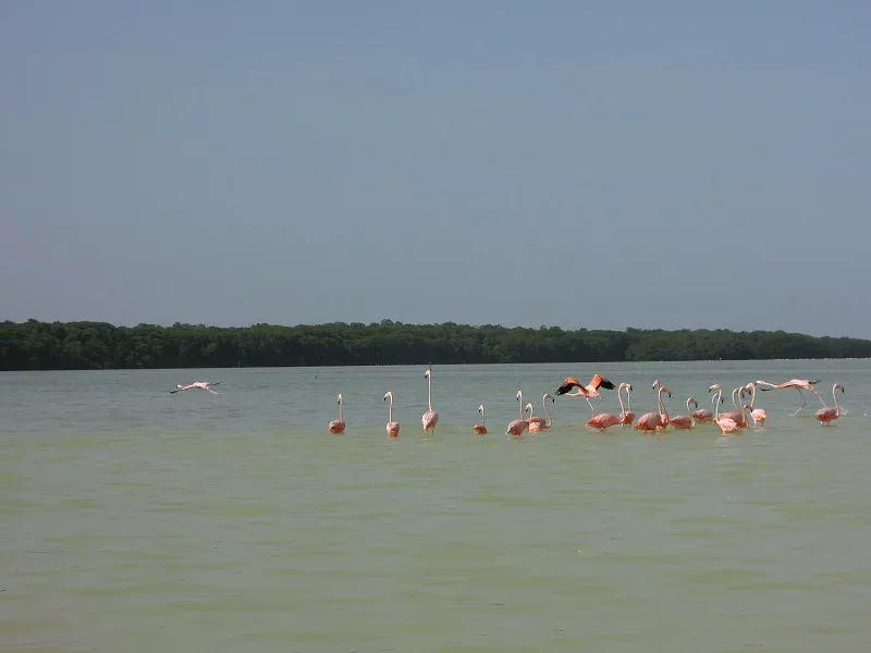 Flamands roses Réserve de Celestun