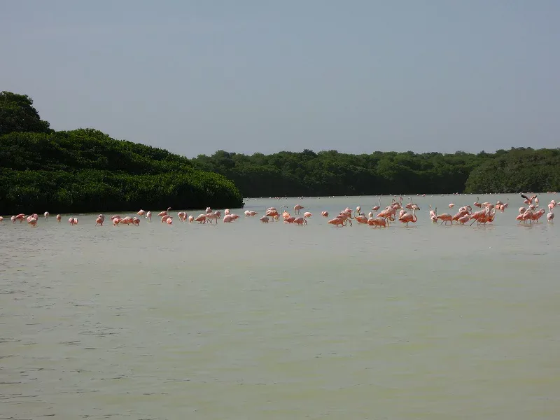 Flamands roses Réserve de Celestun