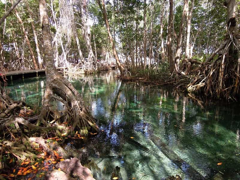 Mangrove Celestun