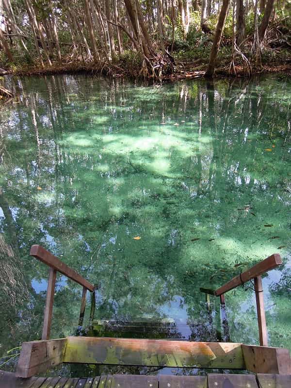 Mangrove Celestun