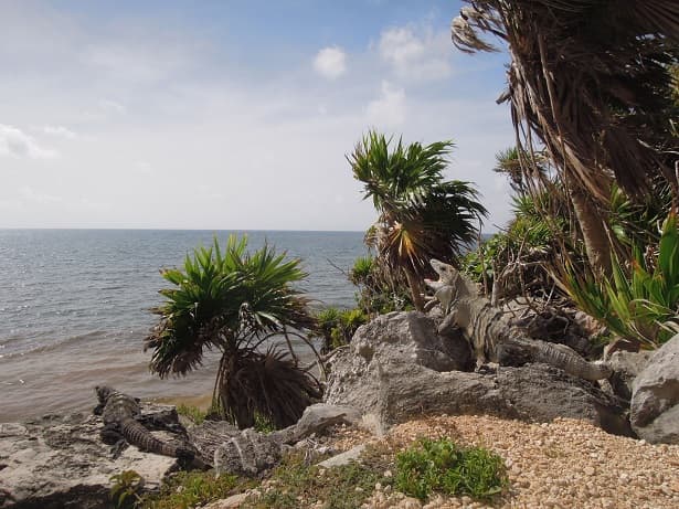Iguane à Tulum