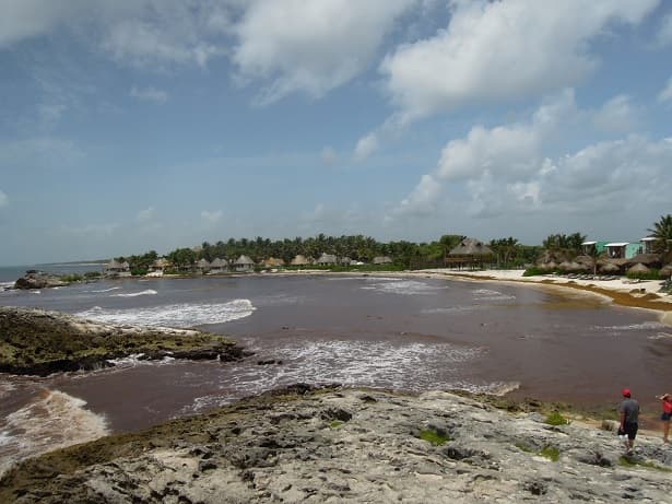 Sargasse de la plage de Tulum