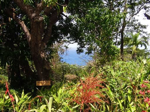 Les Cycas - Hotel Guadeloupe