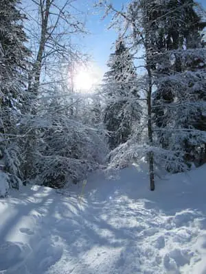 Forêt enneigée à Cuvéry