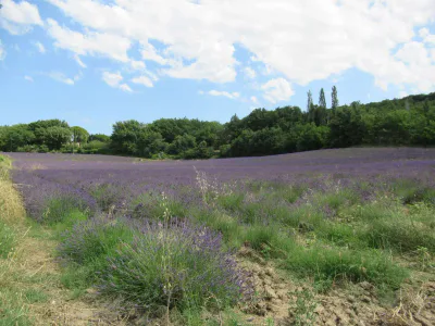 Champs de lavande en Drôme Provençale